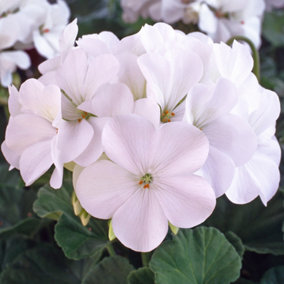Geranium Horizon White Colourful Flowering Bedding Plants For Sale 6 Pack