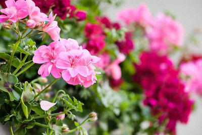 Geranium Magic Beauty Mixed Flower Seeds (Approx. 8 seeds) by Jamieson Brothers