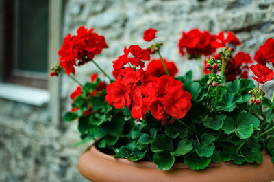 Geranium Magic Beauty Mixed Flower Seeds (Approx. 8 seeds) by Jamieson Brothers - 3
