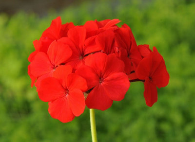 Geranium Magic Beauty Mixed Flower Seeds (Approx. 8 seeds) by Jamieson Brothers - 4