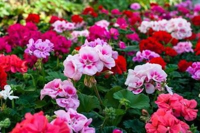 Geranium Magic Beauty Mixed Flower Seeds (Approx. 8 seeds) by Jamieson Brothers - 6