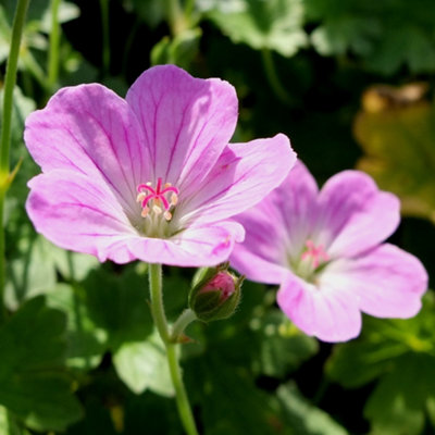 Geranium Mavis Simpson - Gorgeous Pink Flowers, Perennial Plant ...