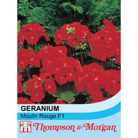 Geranium Moulin Rouge F1 Hybrid 1 Seed Packet (6 Seeds)