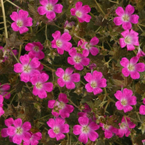 Geranium Orkney Cherry - Pink Flowers, Perennial Plant, Low Maintenance (15-30cm Height Including Pot)