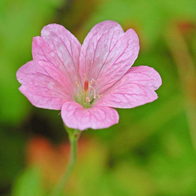 Geranium oxonianum Wargrave Pink 1 Litre Potted Plant x 1