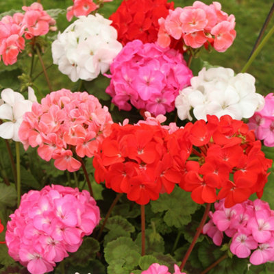 Geranium Parade 24 Plug Plants, Geranium Plants for Gardens