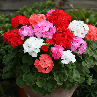 Geranium Parade Mix Set of 10 Garden Ready Plants