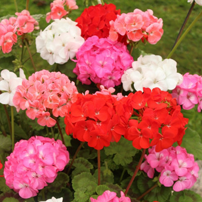 Geranium Parade Mix Set of 10 Garden Ready Plants