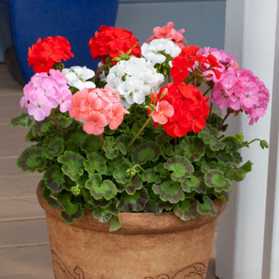 Geranium Parade Mix Set of 10 Garden Ready Plants - 3