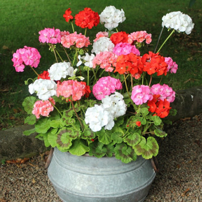 Geranium Parade Mix Set of 10 Garden Ready Plants - 4