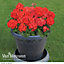 Geranium (Pelargonium) Best Red 12 Plug Plants