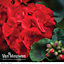 Geranium (Pelargonium) Best Red 36 Plug Plants