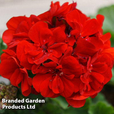 Geranium (Pelargonium) Giant Collection 100 Jumbo Plug Plants (50mm)