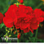 Geranium (Pelargonium) Power Red 5 Jumbo Plug Plants (50mm)