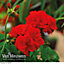 Geranium (Pelargonium) Power Red 5 Jumbo Plug Plants (50mm)