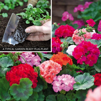 Geranium Pelargonium Zonal JackPot Mixed 24 Plug Plants - Summer Colour - Ideal for Patio Containers & Garden Borders