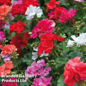 Geranium Pelargonium Zonal JackPot Mixed 6 Plug Plants - Summer Colour - Ideal for Patio Containers & Garden Borders