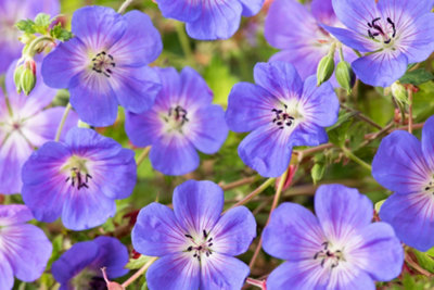 Light purple geranium perennial plant in a garden.