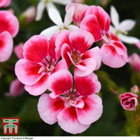 Geranium Pink Splash 5 Jumbo Plug Plant
