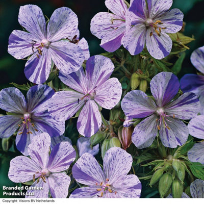 Geranium Pratense Splish Splash 1 Litre Potted Plant x 1