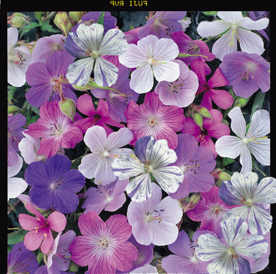 Geranium Reflections 1 Seed Packet (10 Seeds)