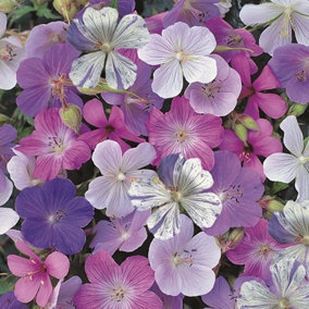 Geranium Reflections 1 Seed Packet (10 Seeds)