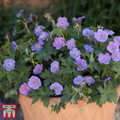 Geranium Rozanne (Hardy) 9cm Potted Plant x 1