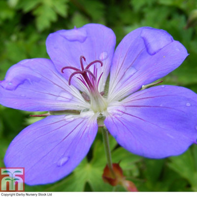 Geranium Rozanne (Hardy) 9cm Potted Plant x 1