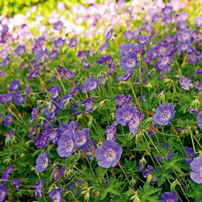 Geranium Rozanne - Purple Flowers, Perennial Plant, Hardy, Easy Care (20-30cm Height Including Pot)