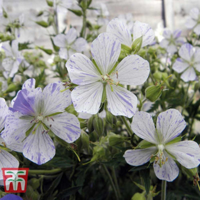 Geranium Splish Splash 1 Bare Root
