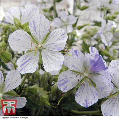 Geranium Splish Splash 1 Bare Root