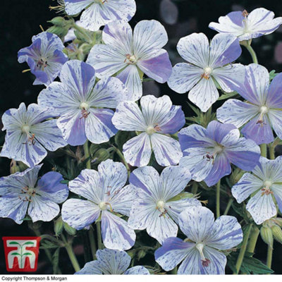 Geranium Splish Splash 1 Bare Root