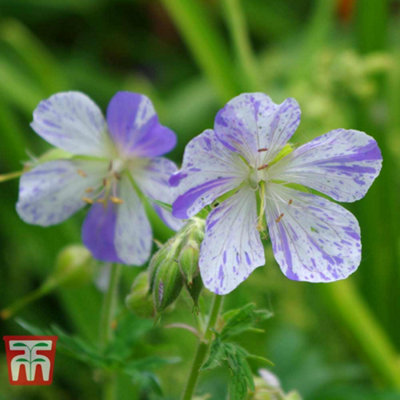 Geranium Splish Splash 1 Bare Root