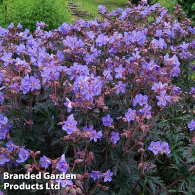 Geranium Storm Cloud 1 Jumbo Plug