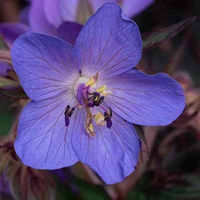 Geranium Storm Cloud 9cm Potted Plant x 1