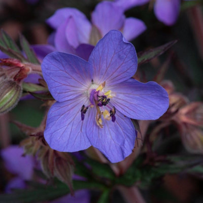 Geranium Storm Cloud 9cm Potted Plant x 3