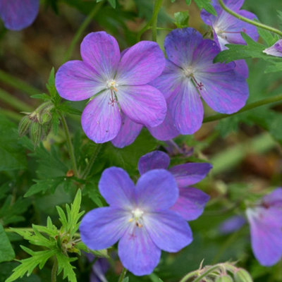 Geranium x johnsonii Johnsons Blue 9cm Potted Plant x 1