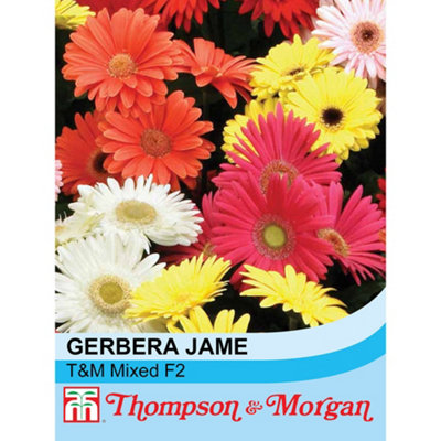 Gerbera Jamesoni Mix seeds main image 0