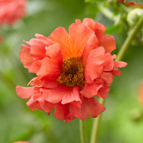 Geum Coral Tempest - Coral Flowers, Perennial Plant, Hardy, Compact Size (15-30cm Height Including Pot)