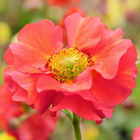 Geum Fiery Tempest - Fiery Red-Orange Flowers, Great for UK Gardens, Small Size (10-20cm Height Including Pot)