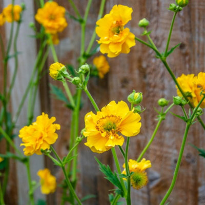 GEUM LADY STRATHEDEN YELLOW PERENNIAL RHS AWARD COTTAGE GARDEN ATTRACTS ...
