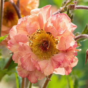 Geum Mai Tai - Pale Pink Flowers, Perennial Plant, Hardy, Compact Size (20-30cm Height Including Pot)