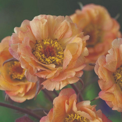 Geum Mai Tia 3 Litre Potted Plant x 1