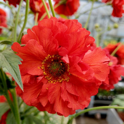 Geum Samba Sunset 9cm Potted Plant x 1