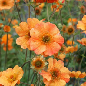 Geum Totally Tangerine - Vibrant Orange Flowers, Perennial Plant, Low Maintenance (20-30cm Height Including Pot)