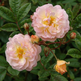 Ghislaine De Féligonde Rose Bush Yellow Flowering Roses Rambler Rose 4L Pot