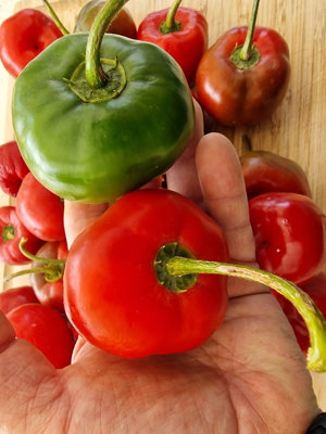 Giant Rocoto Chilli Seeds - 10 Fresh Seeds