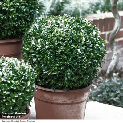 gift-buxus-sempervivum-ball-diameter-28-30cm-23cm-pot-x-1