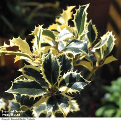Gift Ilex (Holly) Aquifolium Aurea Marginata 6cm Pot x 2 Inc