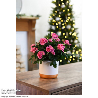 Gift Scented Rose Deep Pink 10.5cm in Zinc Pot